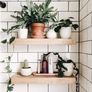 plants