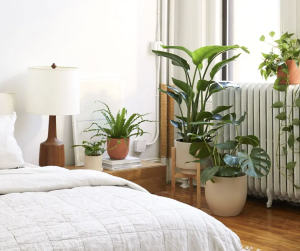 Plants