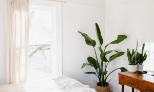 Plants