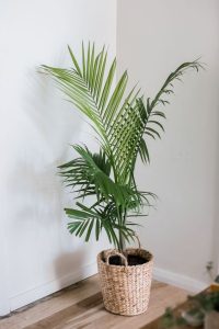 Tropical
