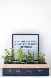 plant