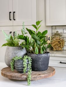 plant