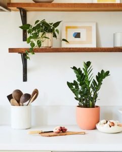 plant