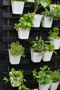 plant