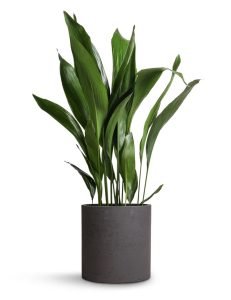 plants