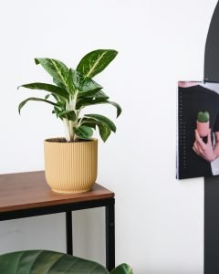 plants