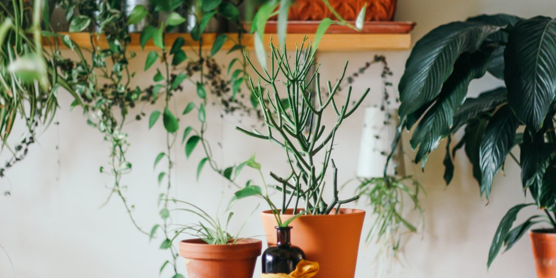 plants
